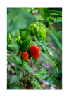 Carolina Reaper - ACHTUNG! sehr scharf!