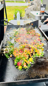 Grillseminar"VIVA LA VIDA"Freitag,14.08.2026:14.00-19.00